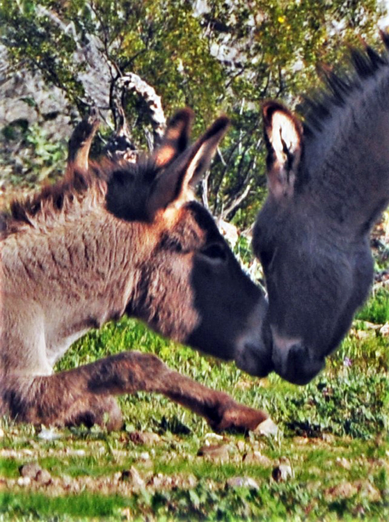 herd of donkeys